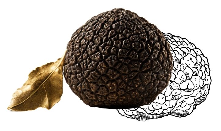 Storia E Raccolta Del Tartufo Chianti Tartufi